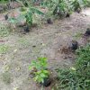 Organic Iboga Seedlings for Sale