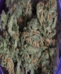 Buy Chocolope Marijuana Strain