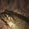 Bufo Alvarius Venom Supplier