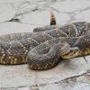 Crotalus durissus Venom for Research