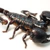 Buy Research-Grade Emperor Scorpion Venom