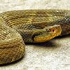 lyophilized Jararaca pit viper venom