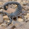 Buy Moroccan Black Scorpion