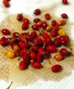 WhatsApp Image 2024 02 09 at 9.48.03 PM Erythroxylum Seeds