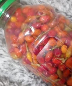 WhatsApp Image 2024 02 09 at 9.48.04 PM1 Erythroxylum Seeds