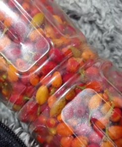 WhatsApp Image 2024 02 09 at 9.48.04 PM2 Erythroxylum Seeds