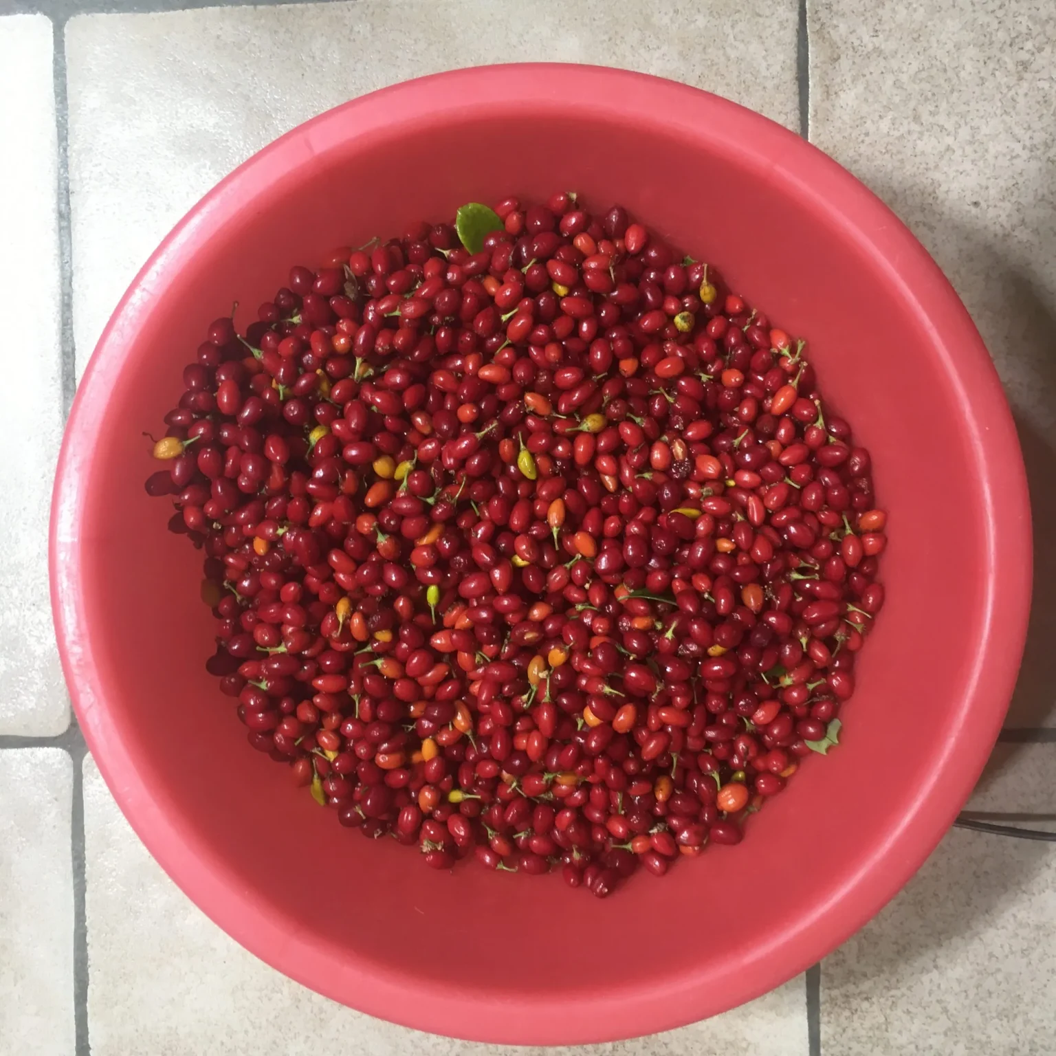 Buy Drug Lord Coca Seeds