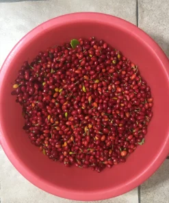 Buy Drug Lord Coca Seeds