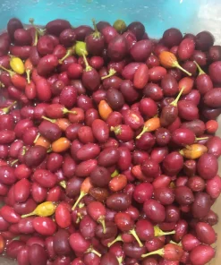 Coca Seed2 Erythroxylum Ipadu Seeds for Sale