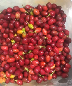 Coca Seed3 Erythroxylum Ipadu Seeds for Sale