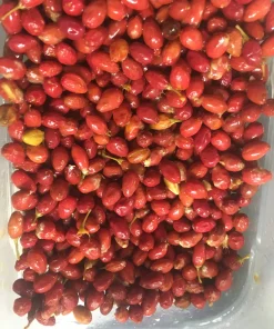 Erythroxylum Coca Seeds2 Buy Drug Lord Coca Seeds Online