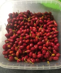 Erythroxylum Coca Seeds3 Buy Drug Lord Coca Seeds Online