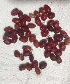 Erythroxylum Coca Seeds7 Buy Drug Lord Coca Seeds Online