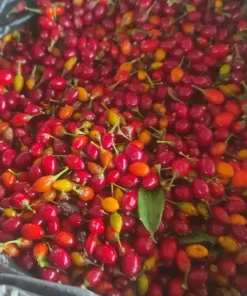 Erythroxylum Ipadu Coca Seeds 1 Erythroxylum novogratense seeds