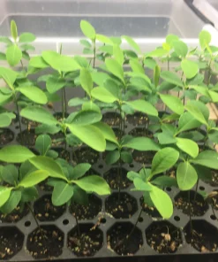 Plant Seedlings10 Coca Seedling