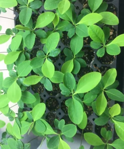 Plant Seedlings11 Coca Seedling