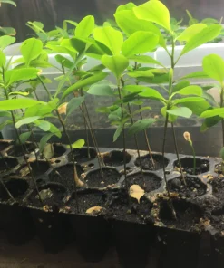 Plant Seedlings7 Buy Small Coca Plants Online