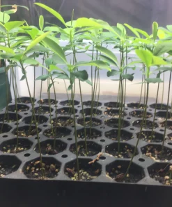 Buy Small Coca Plants Online