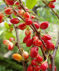 coca Erythroxylum novogratense seeds