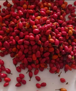 coca1 Erythroxylum novogratense seeds