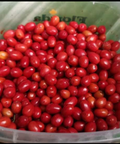 Erythroxylum novogratense seeds