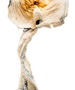 1 2 Ounce Magic Mushroom Specials cheap half ounce psilocybin mushrooms