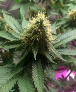 24K Gold Seeds Buy 24K Gold Seeds