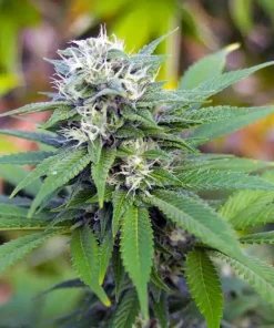 3 Kings Seeds Buy 3 Kings Seeds