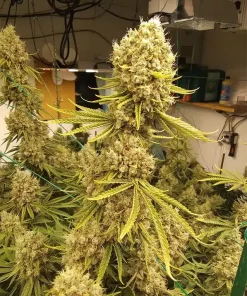 5 Alive Seeds 5 Alive Seeds