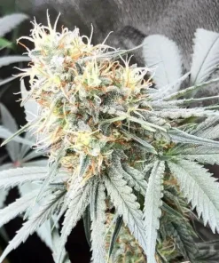 AK 47 Fast Flowering Seeds AK-47 Fast Flowering Seeds