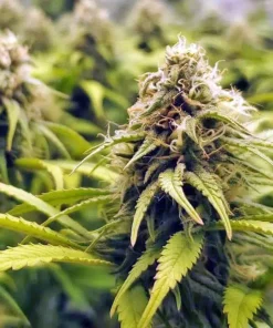 AK 47 Fast Flowering Seeds1 AK-47 Fast Flowering Seeds