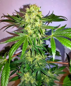 AK 47 Fast Flowering Seeds2 AK-47 Fast Flowering Seeds