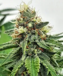 AK 47 Seeds Buy AK-47 Seeds