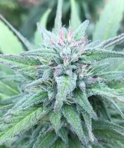 AK 47 Seeds1 Buy AK-47 Seeds