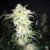 Buy Afghan Kush Seeds