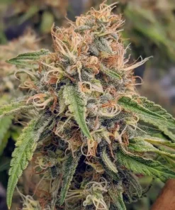 Alaskan Thunder Fuck Buy Alaskan Thunder Fuck