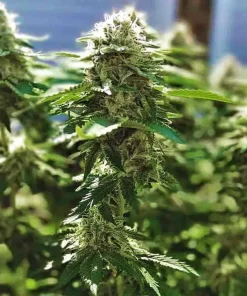 Alaskan Thunder Fuck1 Buy Alaskan Thunder Fuck