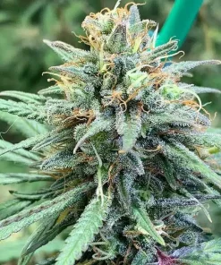 Alaskan Thunder Fuck2 Buy Alaskan Thunder Fuck