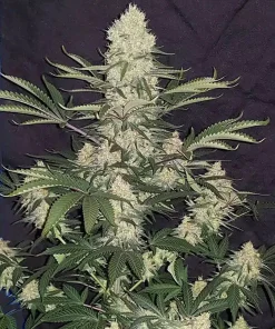 Alaskan Thunder Fuck3 Buy Alaskan Thunder Fuck