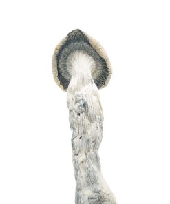 Albino Penis Envy Magic Mushrooms1 Buy Albino Penis Envy mushrooms