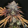 Buy Alien Technology Seeds