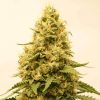 Amnesia Fast Flowering Seeds