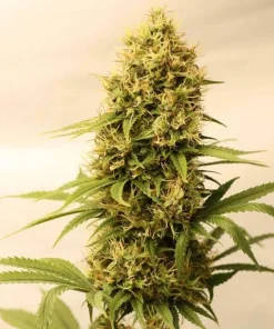 Amnesia Fast Flowering Seeds1 Amnesia Fast Flowering Seeds