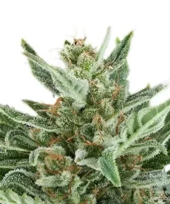 Amnesia Haze Seeds Buy Amnesia Haze Seeds