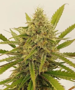 Amnesia Haze Seeds1 Buy Amnesia Haze Seeds