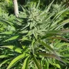 Buy Auto AK-47 Seeds Online