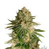 Buy Auto Critical Kush seeds online