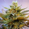 Buy Auto G13 Seeds