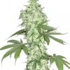 Buy Auto Lowryder Seeds Online