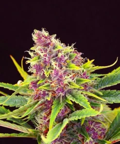 Auto Purple Kush Seeds 1 Buy Auto Purple Kush Seeds Online